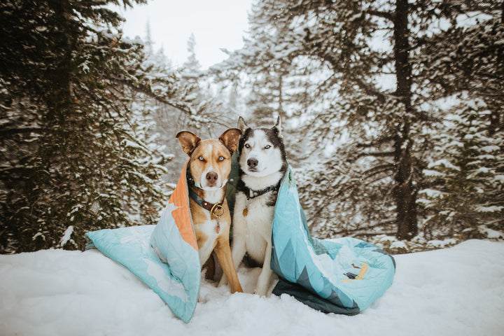 An image showing 2 dogs in a puffy blanket.