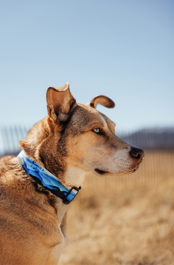 Blue Ridge Dog Collar