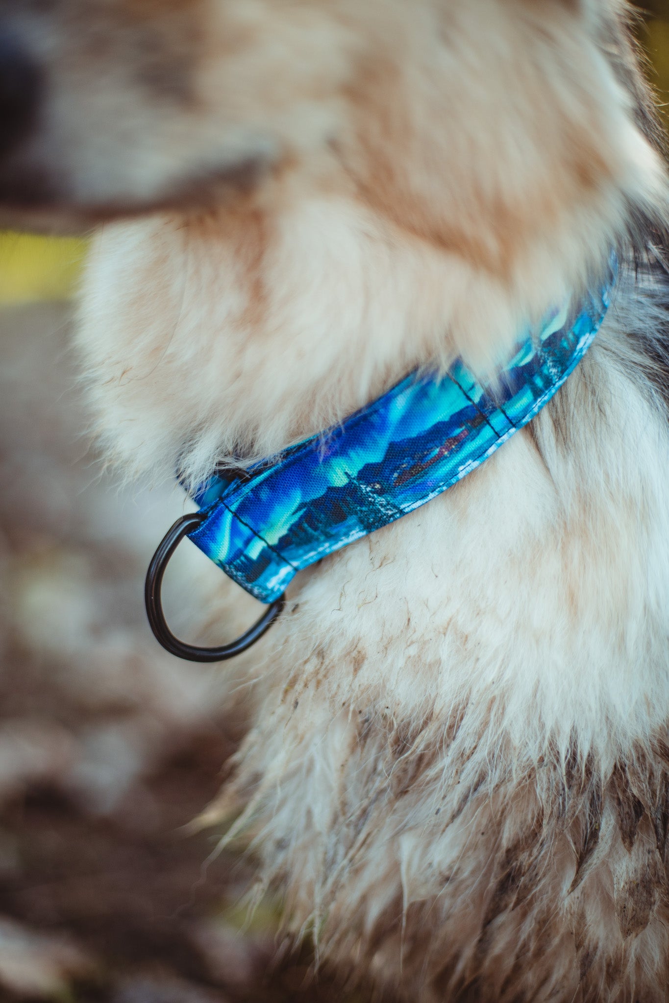 Northern Lights Dog Collar