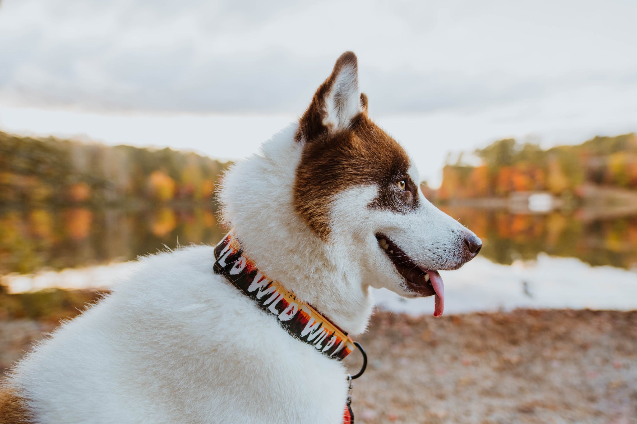 Wild (Orange) Dog Collar