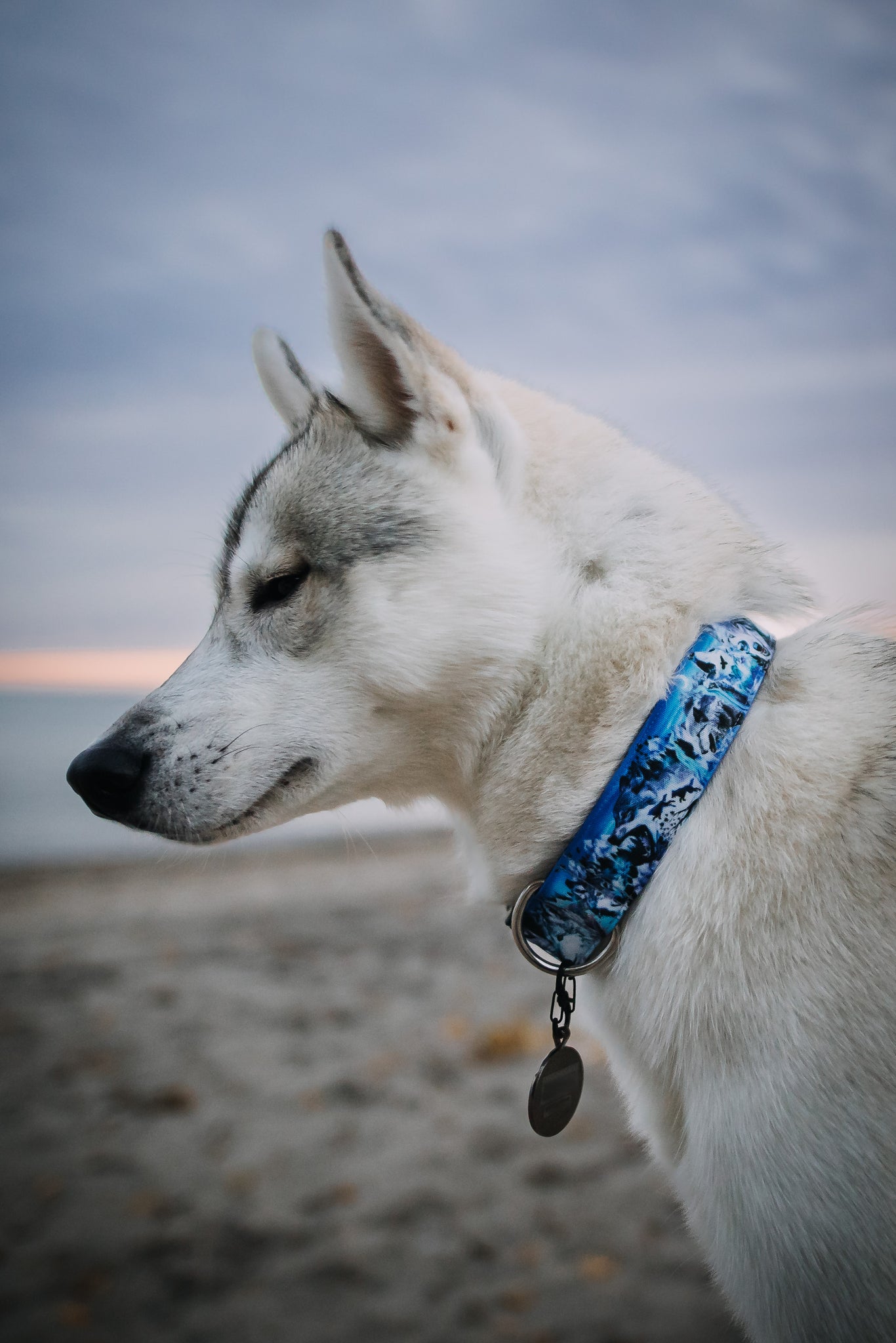 Ookami Dog Collar