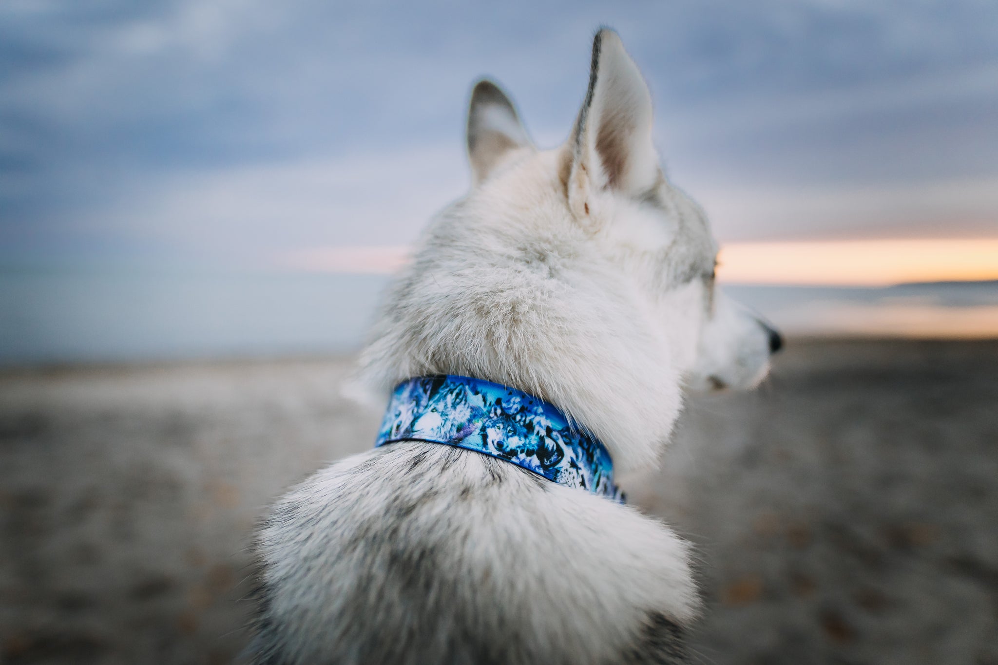 Ookami Dog Collar