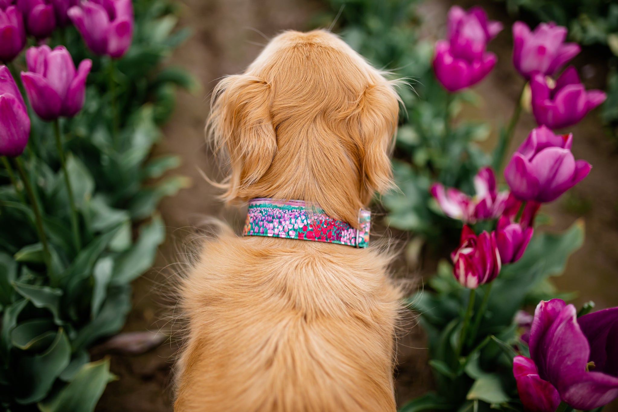 Tulip Fields Dog Collar