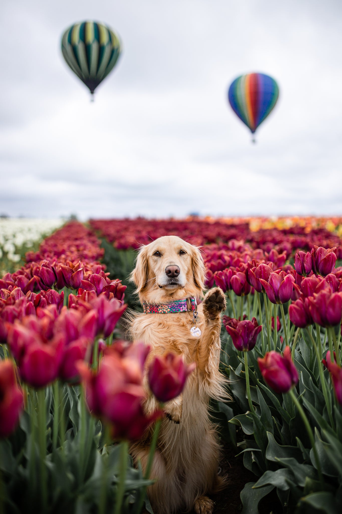 Tulip Fields Dog Collar