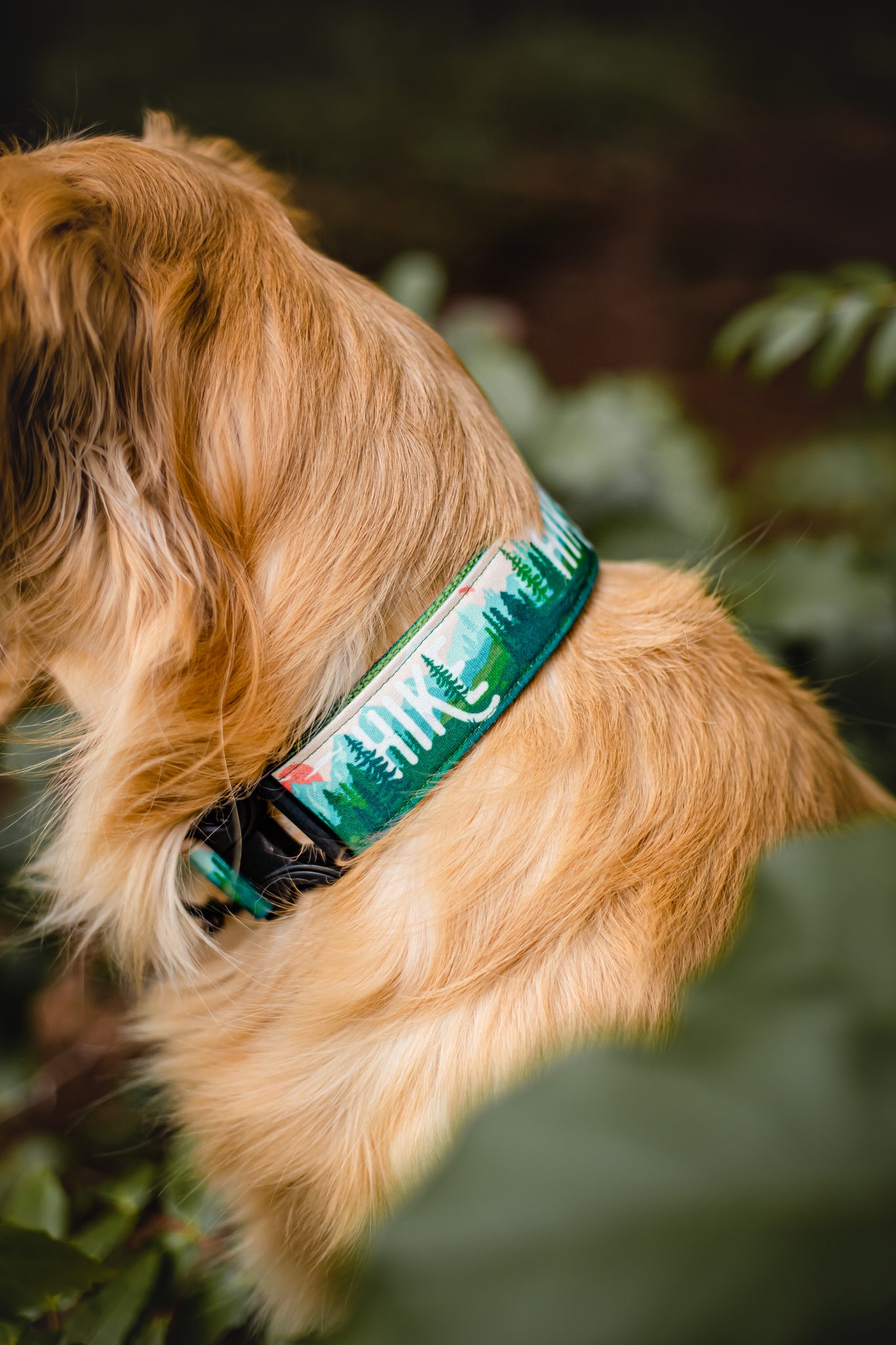 Hike Dog Collar