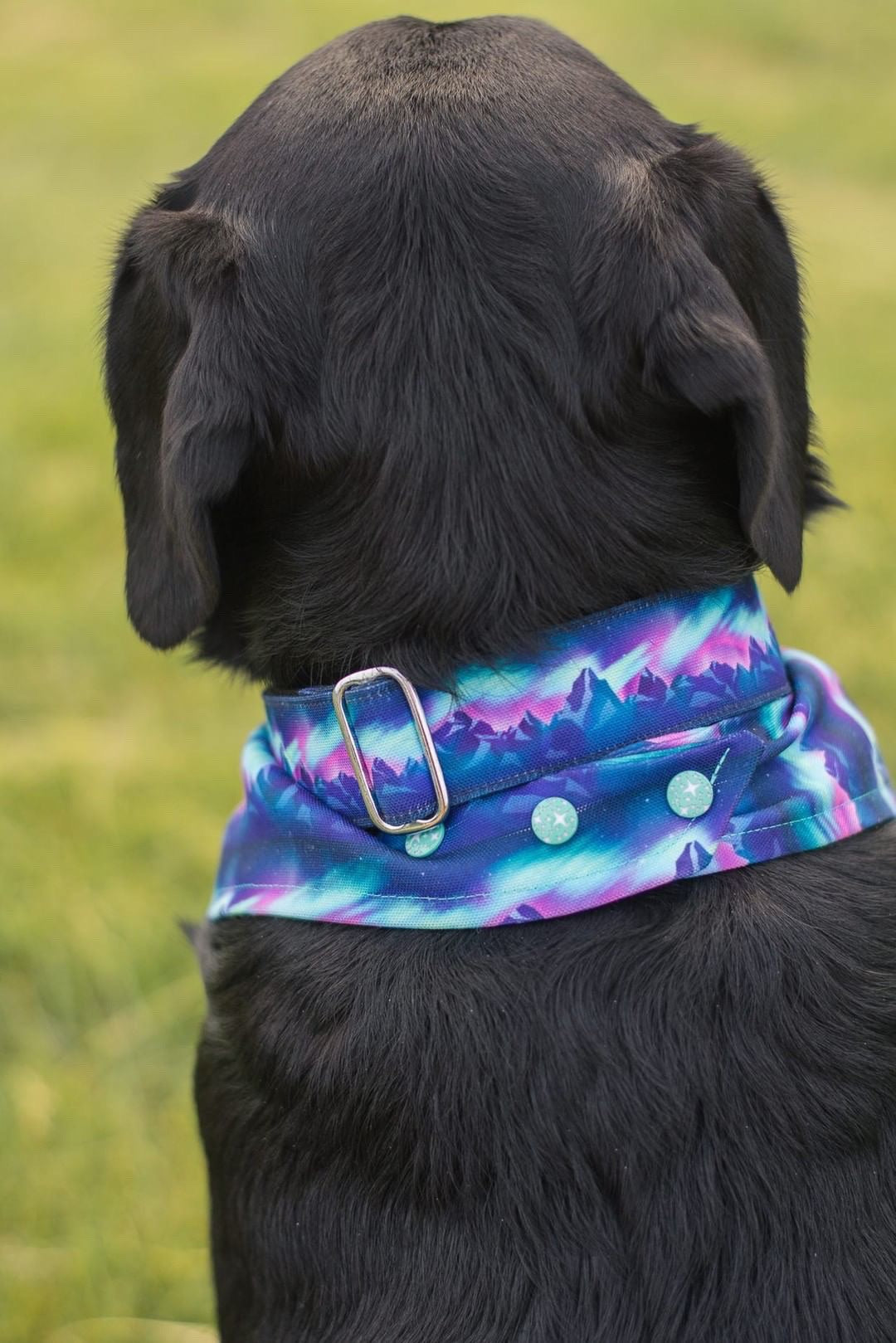 Aurora Borealis (Purple) Dog Collar